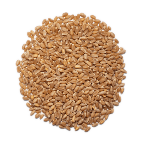 Load image into Gallery viewer, Organic Hard Red Spring Wheat Berries
