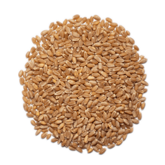 Organic Hard Red Spring Wheat Berries