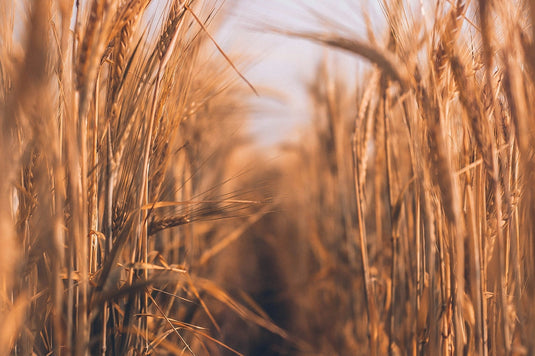 How to Store Grains and Beans for Long-Term Food Storage