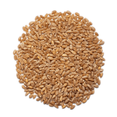 Organic Hard Red Winter Wheat Berries